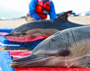 Two common dolphins recently rescued and released in Wellfleet, Massachusetts, USA, during the largest dolphin stranding on record in the Northeast U.S., in early 2012. A satellite tag can be seen on the dorsal fin of the dolphin in the background. c. 2012 IFAW