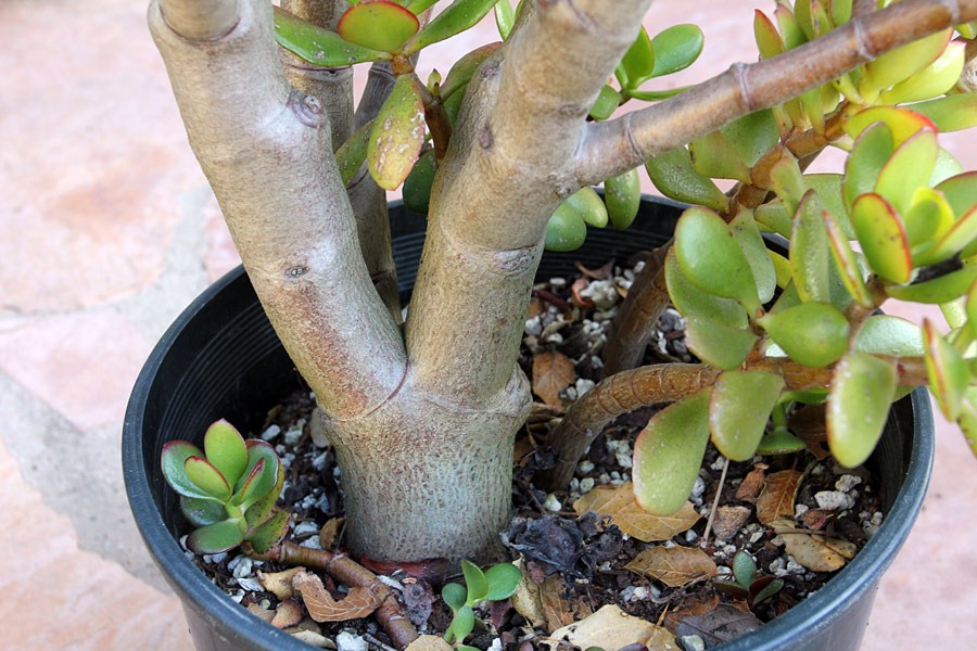 [120129_Crassula-ovata-Hummels-Sunset_01%255B2%255D.jpg]