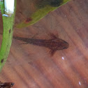 Salamander