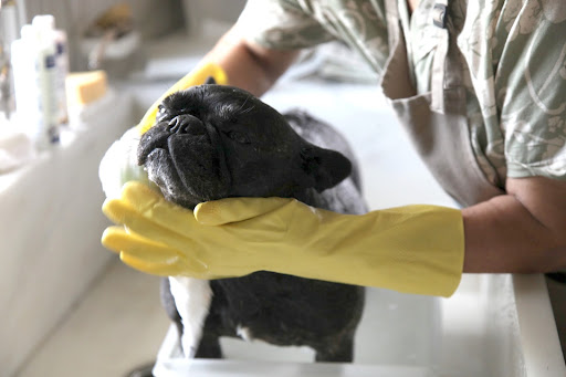While dogs groom themselves regularly, there are certain times when a bath is needed.  We do a pretty good job ourselves, but our tongues can only do so much!