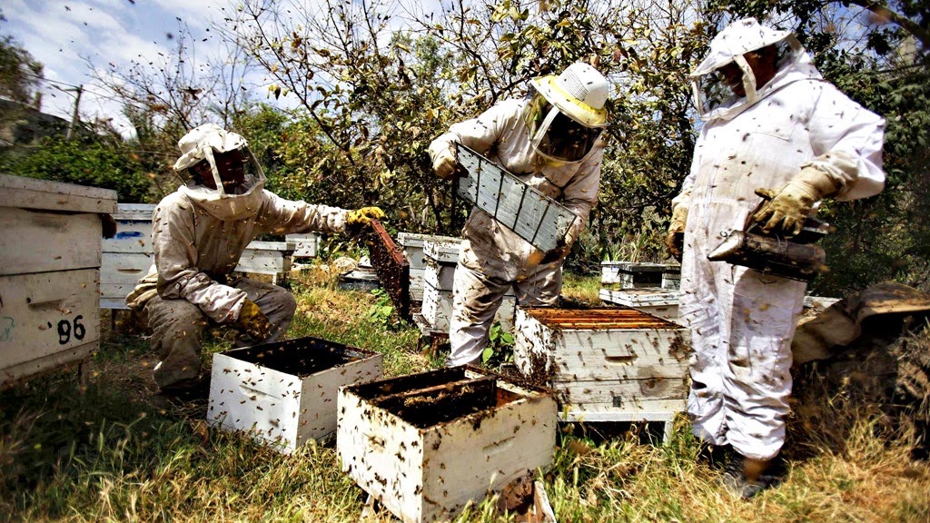 [Beekeeping%255B5%255D.jpg]