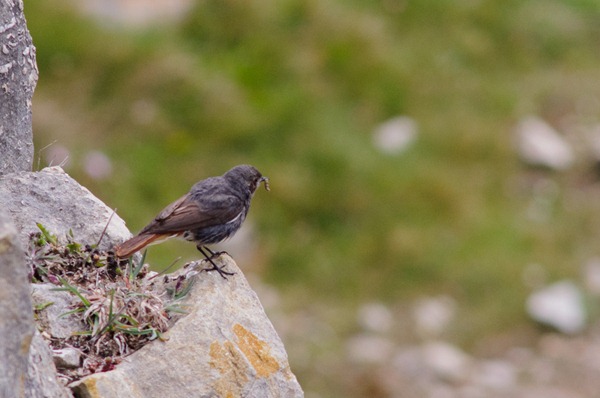 Black Redstart Black Redstart