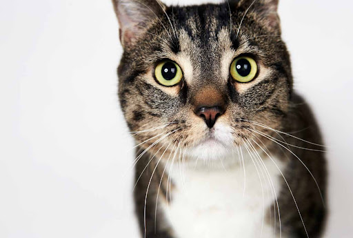 Petra - Adult Female Fawn Tabby
Petra wins the sweetheart of the year award! She is a kind, gorgeous white and tabby cat. Litter trained and ready to share her love with a lucky adopter. Might that be you? (See link in post) Petra - Adult Female Fawn Tabby
Petra wins the sweetheart of the year award! She is a kind, gorgeous white and tabby cat. Litter trained and ready to share her love with a lucky adopter. Might that be you? (See link in post)