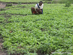 Champ de légumes. Radio Okapi/ Ph. John Bompengo