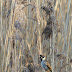 Reedbuntingmale