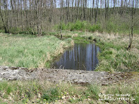 rz. Gryżynka