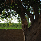 Hami - Arbre et vue sur champs de melon