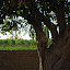 Hami - Arbre et vue sur champs de melon