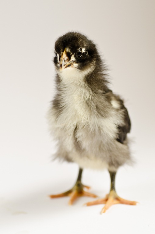 [ChicksApr29-9087%255B3%255D.jpg]