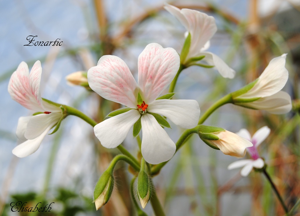 [pelargonium-i-mai-0344.jpg]