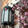 Early Spring