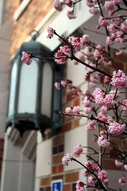 Early Spring