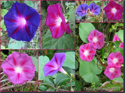 morning glory collage