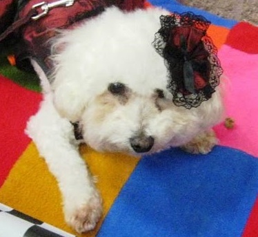 Camillia knew she wanted to adopt a bichon frise that was not a puppy. She finds adult dogs easier, as they are often already house trained, no longer chew things... Camillia knew she wanted to adopt a bichon frise that was not a puppy. She finds adult dogs easier, as they are often already house trained, no longer chew things...