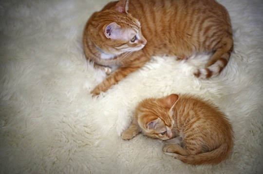 [animals-mini-me-8%255B2%255D.jpg]