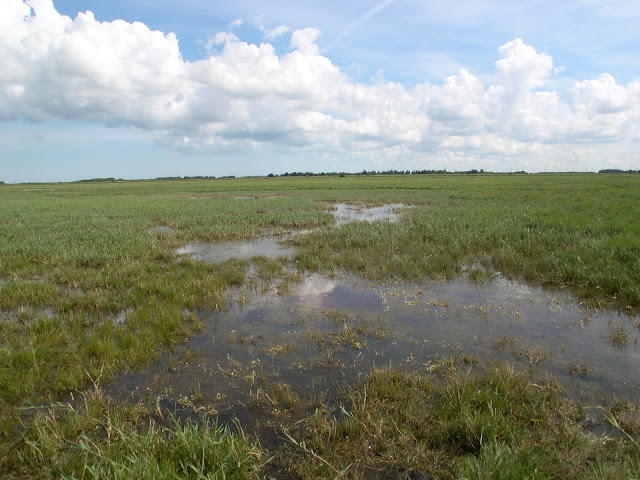 Strandtudse_YNGLESTED-5_Niels-Damm.jpg