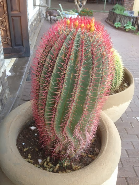 IMG_1449.jpg IMG 1449