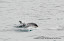 Atlantic white-sided dolphin on our whale safari