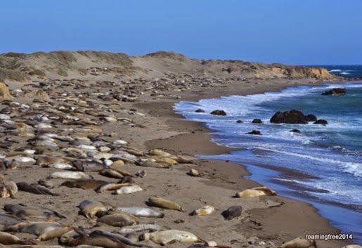 Elephant Seal Beach