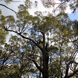 The Tingle Tree Forest - Valley of the Giants, Australia