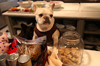 And what would a dog's life be without treats!  These are the same ones that Jan has been training you with so you'll need them for the show!