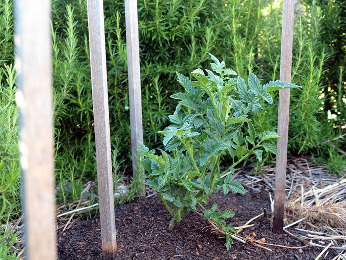 tomatoes
