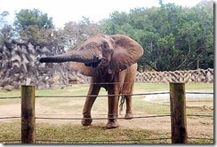 ph20110406zoo
