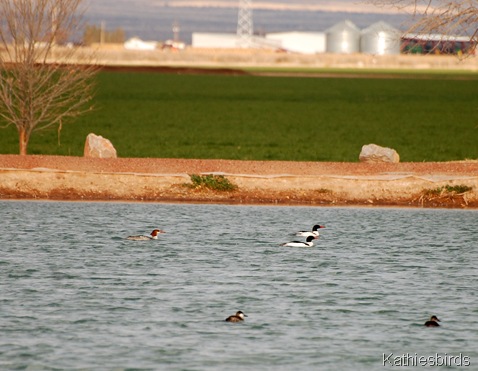 2. faria dairy pond-kab