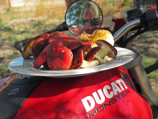 Ducati with Russula xerampelina Ducati with Russula xerampelina