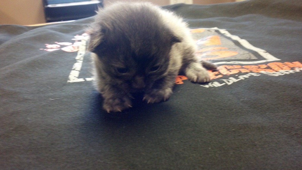 [kitty5%255B4%255D.jpg]