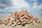 A heap of shells on the beach.