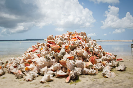 A heap of shells on the beach.