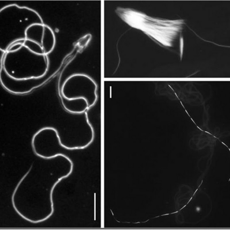 Tracto reproductor femenino guía la evolución de la forma de los espermatozoides