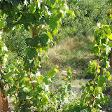 Hami - Vigne dans champs de melon