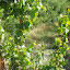 Hami - Vigne dans champs de melon