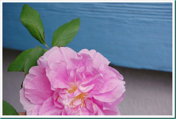 explorer roses