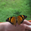 Autumn Leaf Butterfly