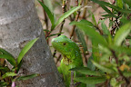 Green iguana close up