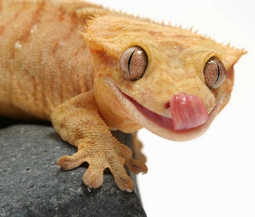 [Amazing%2520Animal%2520Pictures%2520crested%2520geckos%2520%252811%2529%255B3%255D.jpg]