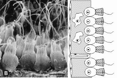 [koanosit-porifera2.jpg]