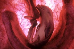 top-ten-amazing-animals-in-womb-dolphin