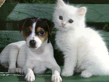 Cães vs Gatos