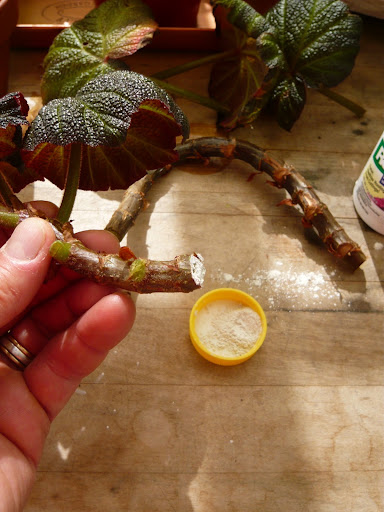 The long stem I took is cut down to about 4