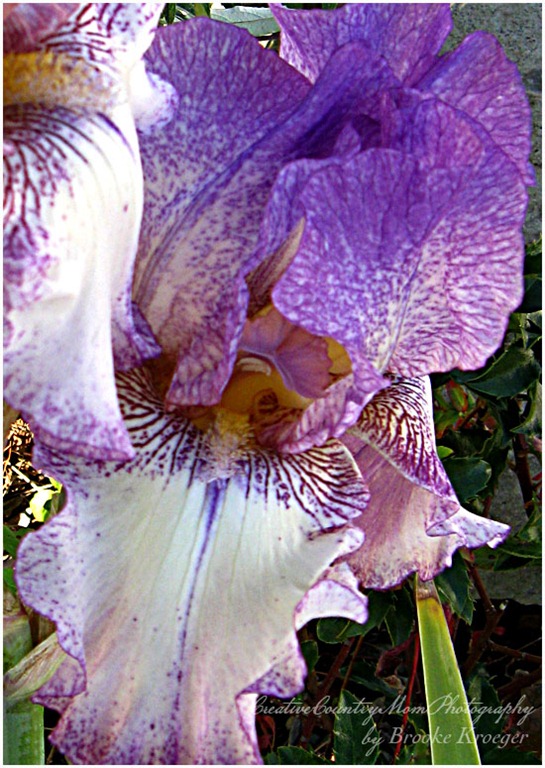 [IMG_1528%255B3%255D.jpg]
