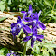 Dwarf larkspur