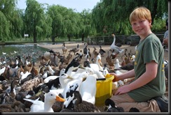 Charlie feeding the ducks