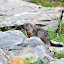 Marmotte ! (© Mick)