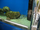 Pacific-side lobster