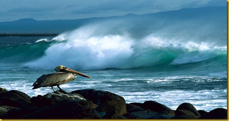 Foto Galapagos Pellicano Bruno Foto Galapagos Pellicano Bruno