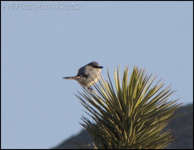 IMG_0739 LoggerheadShrike IMG_0739 LoggerheadShrike